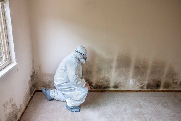 Best Residential Mold Inspection & Testing  in Hernando, FL